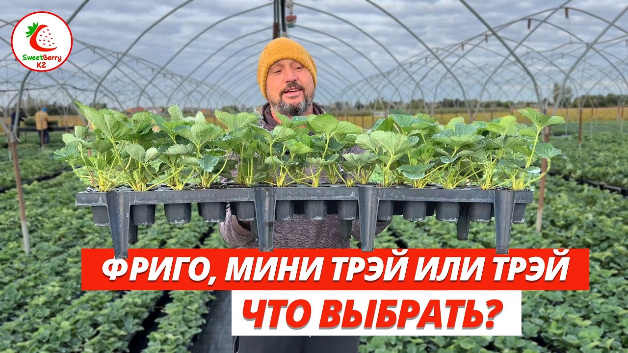 Фриго, трэй или мини трэй. Что выбрать? Почему мини трэй, иногда лучше чем трэй.
