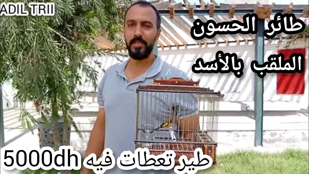أروع توليعة في سوق القريعة يوم السبت 20/09/2025 طائر الحسون للبيع تعطلت في 5000dh تحياتي للجميع ❤️