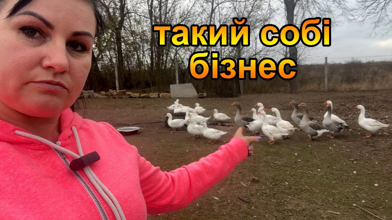 Ціна на м'ясо качки на Чернігівщині. Восени багато замовлень на качок.
