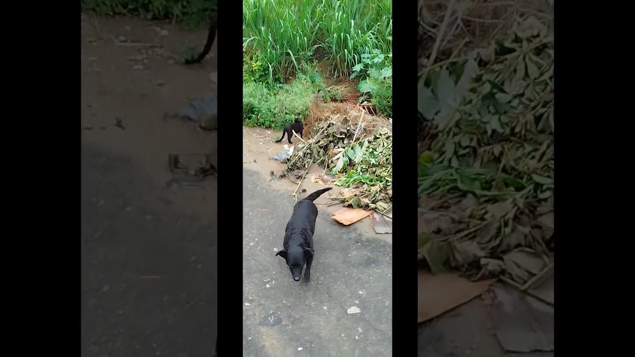 🤔🤔🙄🐕‍🦺🦮🐈‍⬛🤔 vamos ver quem vai ser esperto 🐱