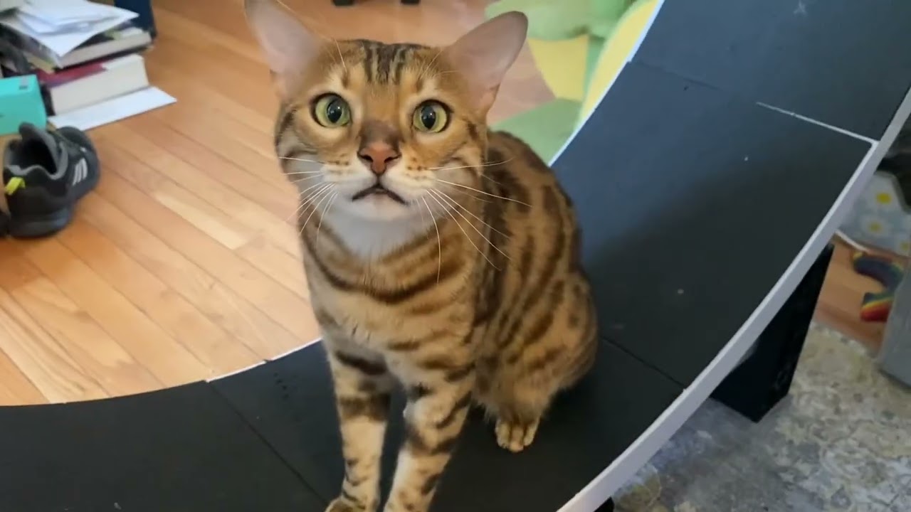 Blooper Meows 😼😼😼
