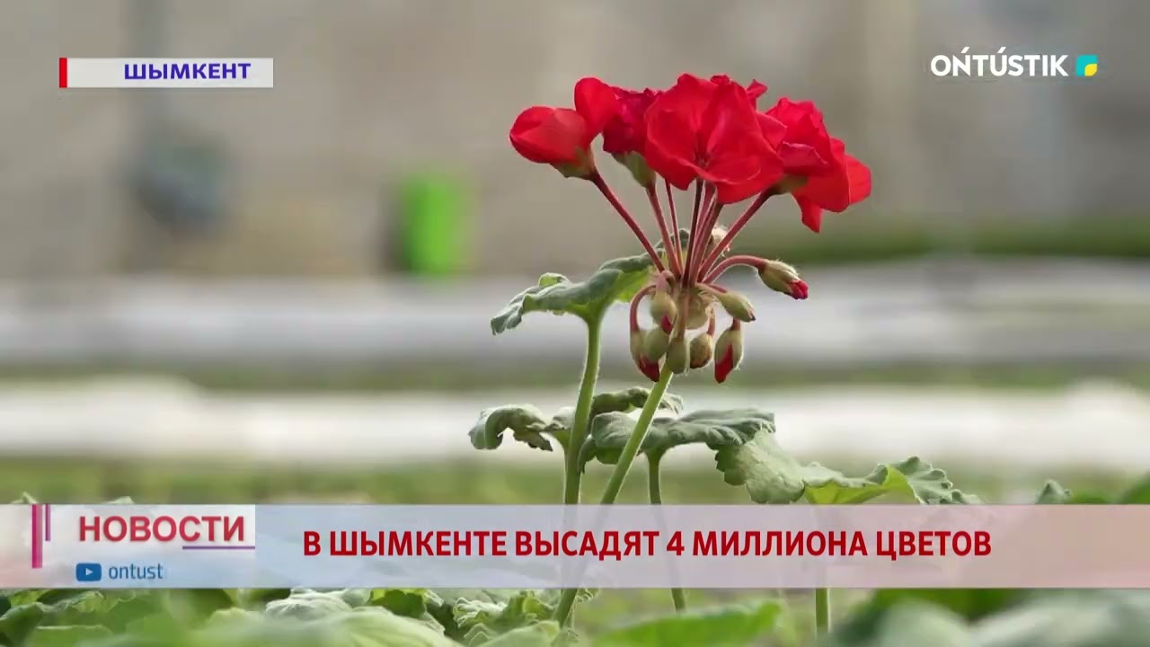 В ШЫМКЕНТЕ ВЫСАДЯТ 4 МИЛЛИОНА ЦВЕТОВ