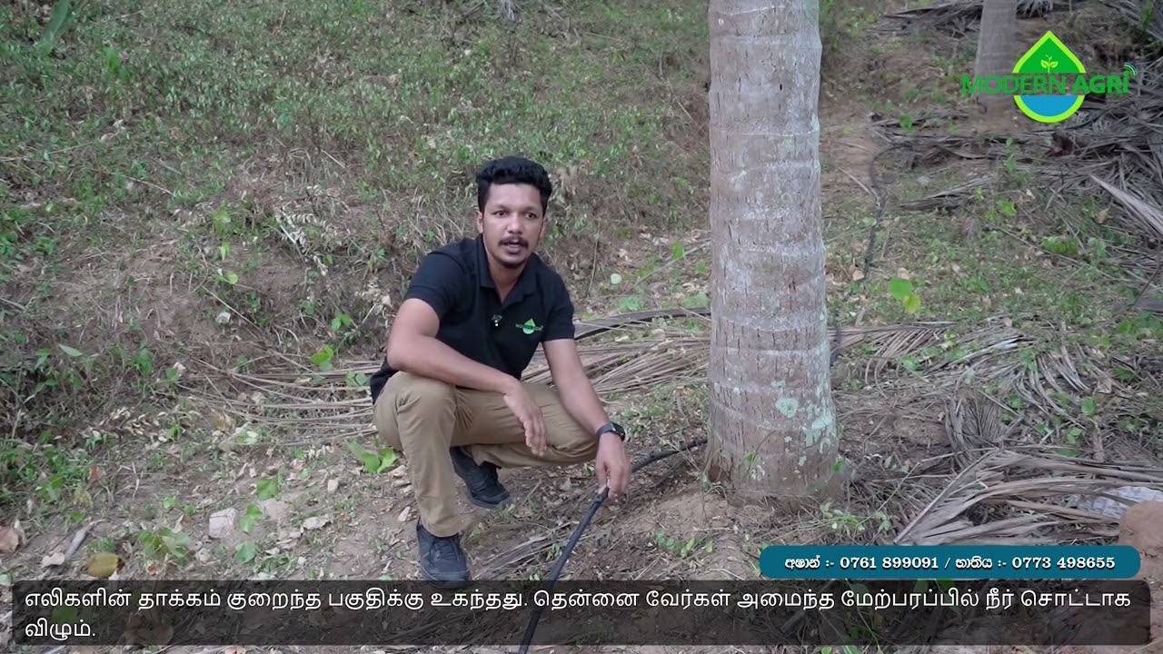 පොල් ගසකින් වසරකට ගෙඩි 150ක් - 150 Nuts / Palm / Year (Modern Agri Pvt Ltd - 0761 899091)