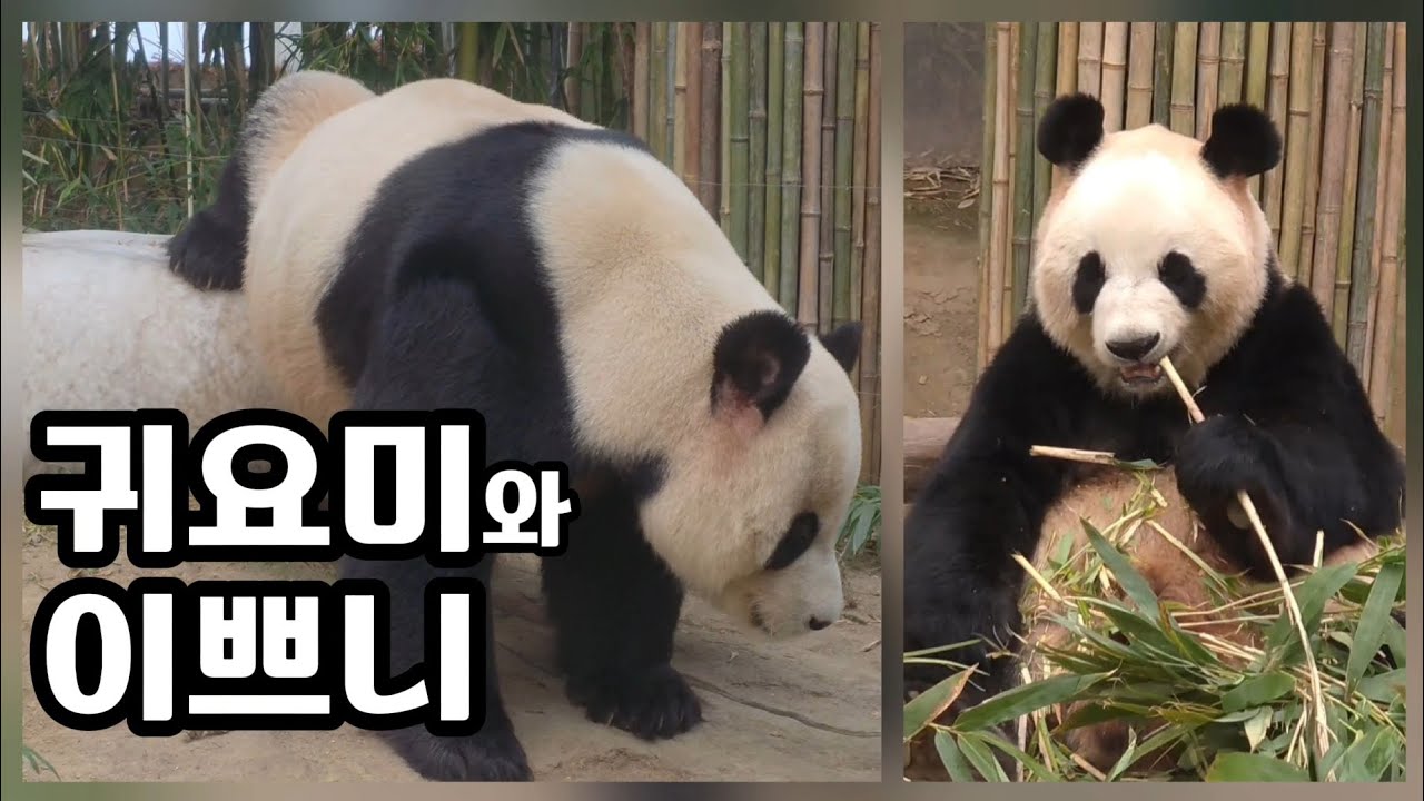 🗓20260224 판다월드 🎦귀요미와 이쁘니🎦 💕🐼러바오🐼아이바오💕