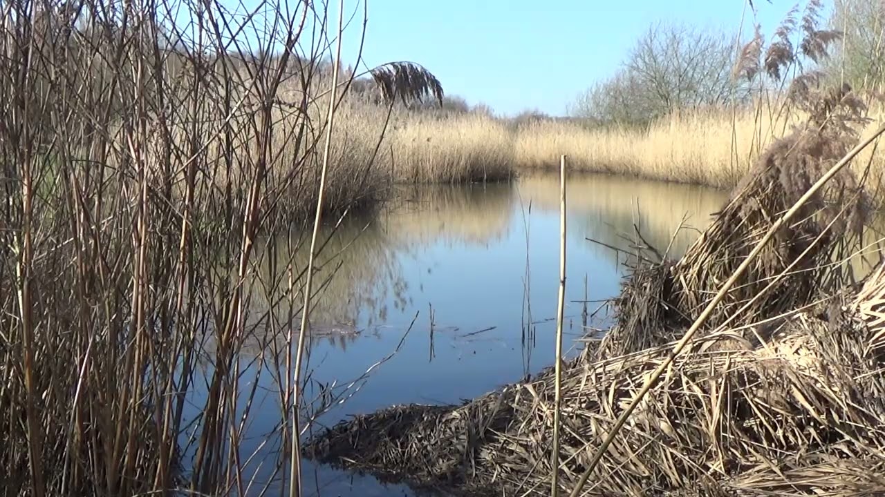 A Few Moments In Nature #scenery #sceneryofnature #sceneryview #naturetranquility #nature #lake