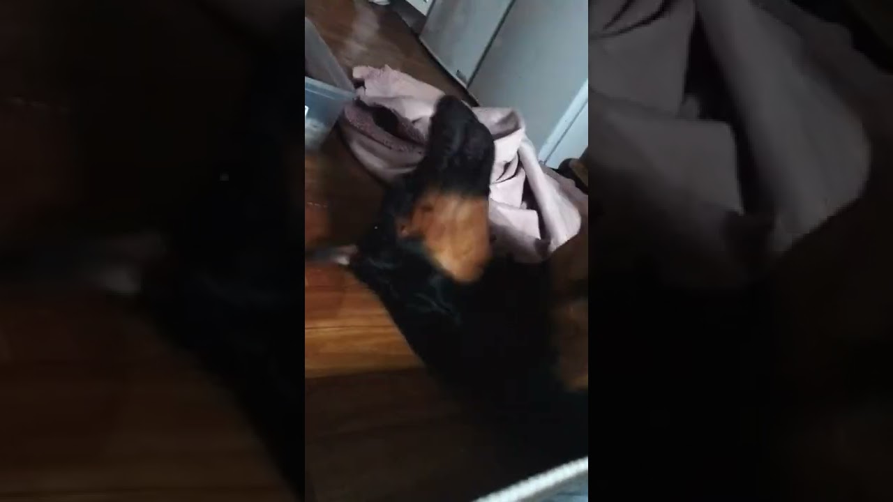 Crazy Doberman🤯