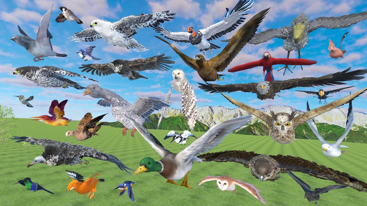 Bird Flying Speed Comparison - 3D Animal Animation Comparison