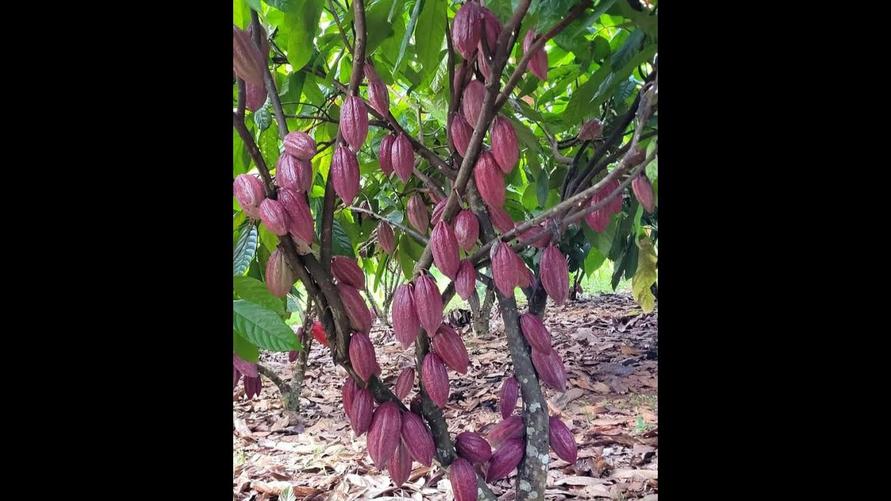 SEPERTI INI PERTANIAN KAKAO SAMBUNG PUCUK DILUAR NEGERI DARI TANAM HINGGA PANEN