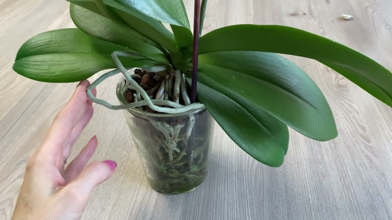 Gefärbte Orchidee