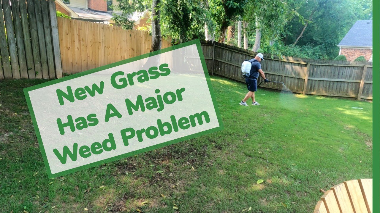 GreeneStart and RGS with T-Zone Weed Control