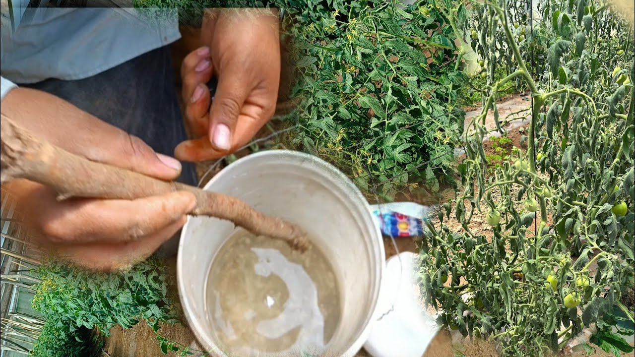 El truco Para detener La marchitez por BACTERIA Y HONGOS en TOMATE. mezclando dos ingredientes.
