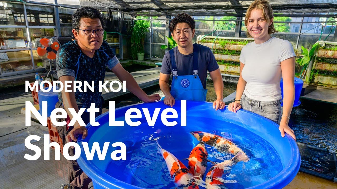 Die 3 jährigen Kashira Mawari aus Hongou | Modern Koi Blog 