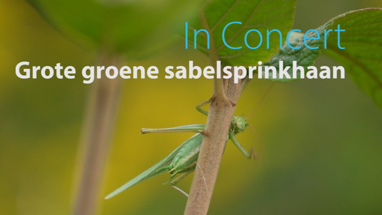 De grote groene sabelsprinkhaan in concert