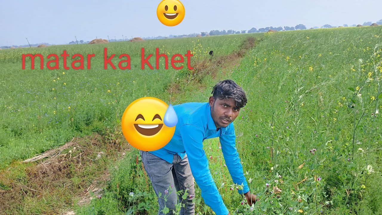 मटर छवि काखेत 🫛🤪matar semi ka khet#y Koi hamen bhi support karo