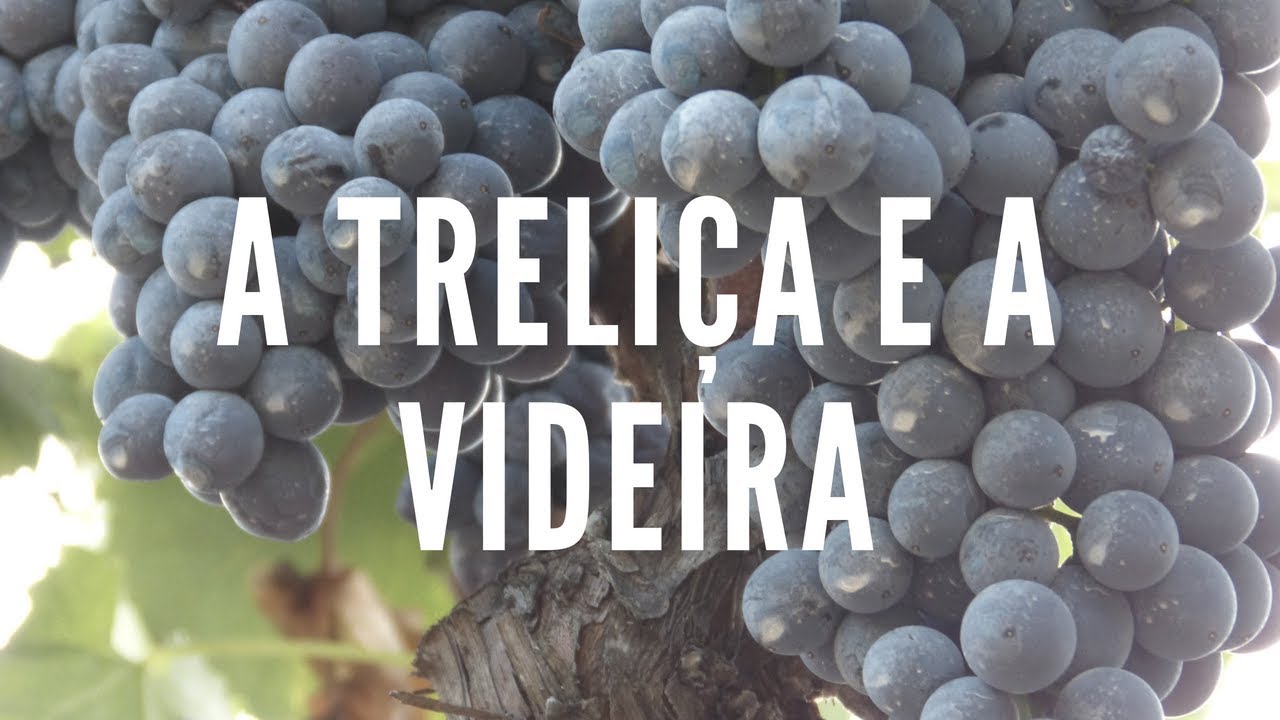 A treliça e a videira [Aula 1]