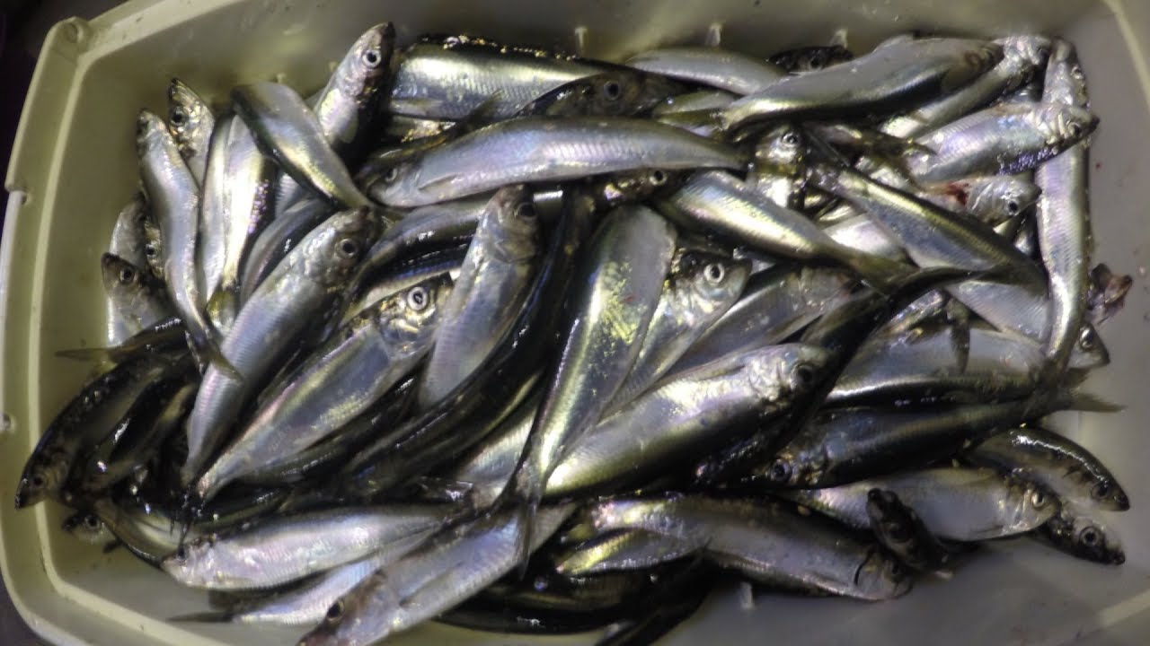 Drei Tage Angeln auf Fehmarn; Puttgarden, Klausdorf, Burg . Plattfisch = 150 Hering= 700