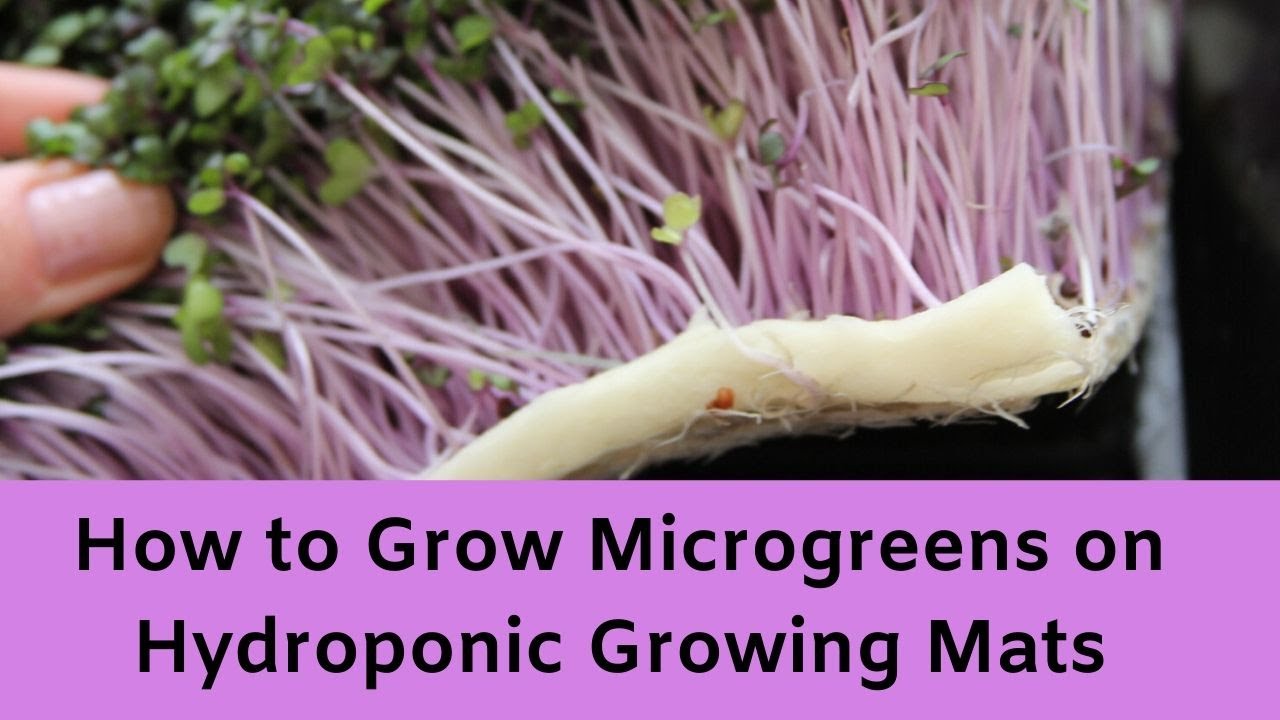 How To Grow Microgreens on Hydroponic Mats