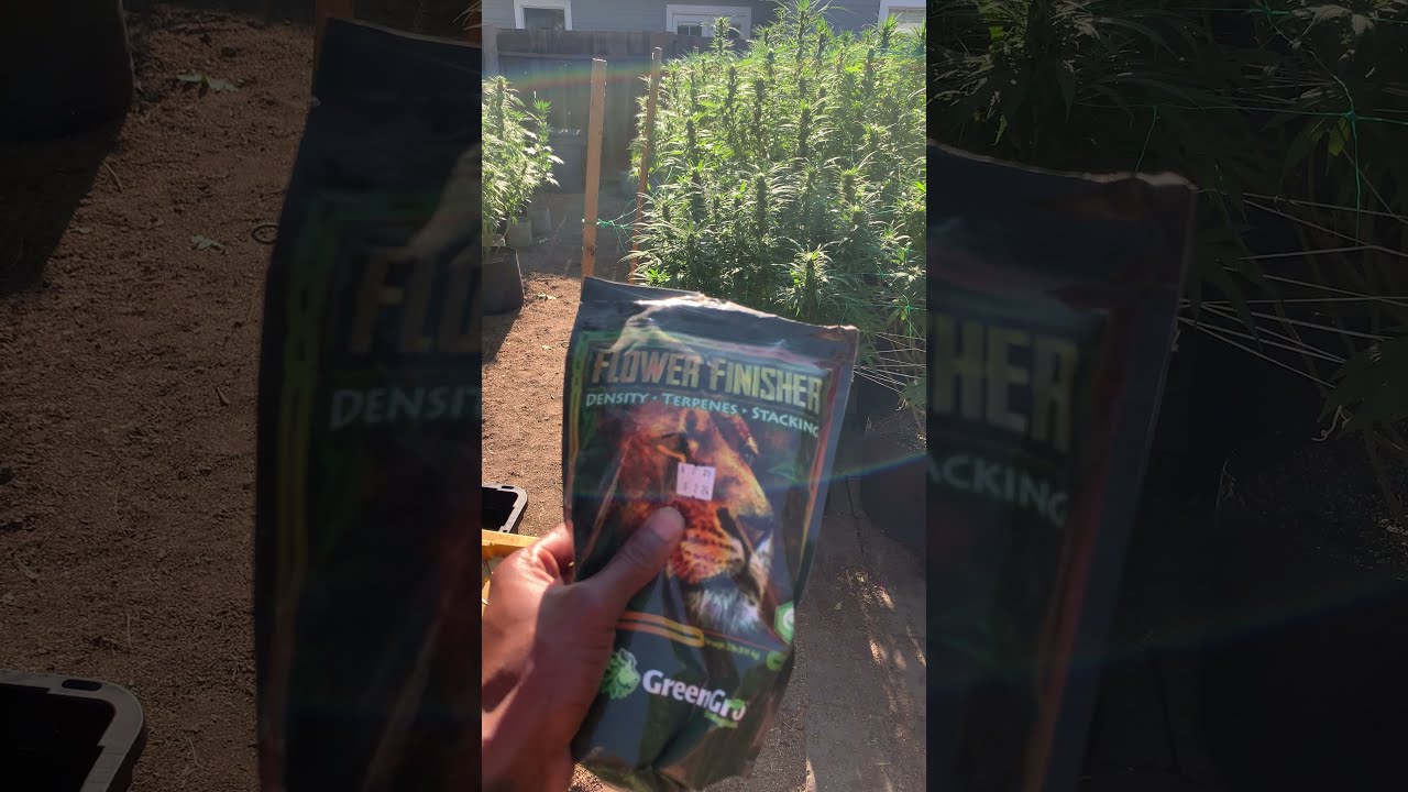 Outdoor weed grow 2021 supplemental flower finisher