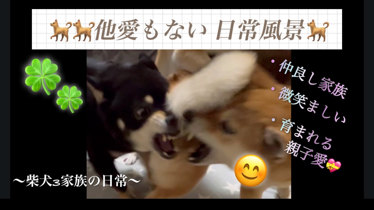 他愛もない日常の光景をお届け🐕
