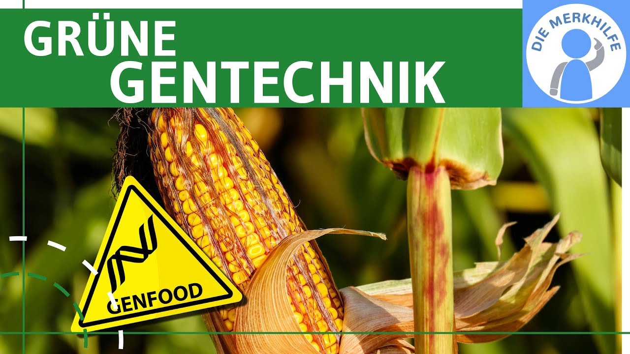 Gr&uuml;ne Gentechnik - Transgene Pflanzen & Tiere einfach erkl&auml;rt - Methoden, Gentransfer & Beispiele