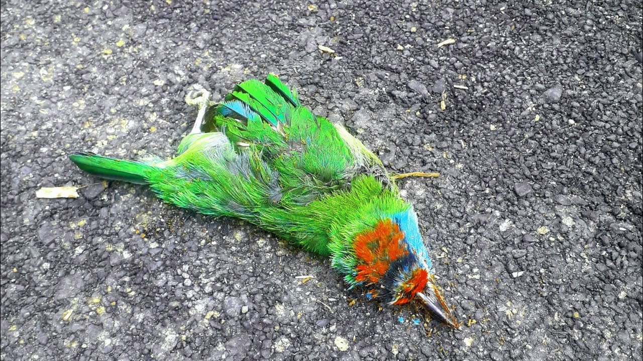 The Death of the Bird (A D Hope)