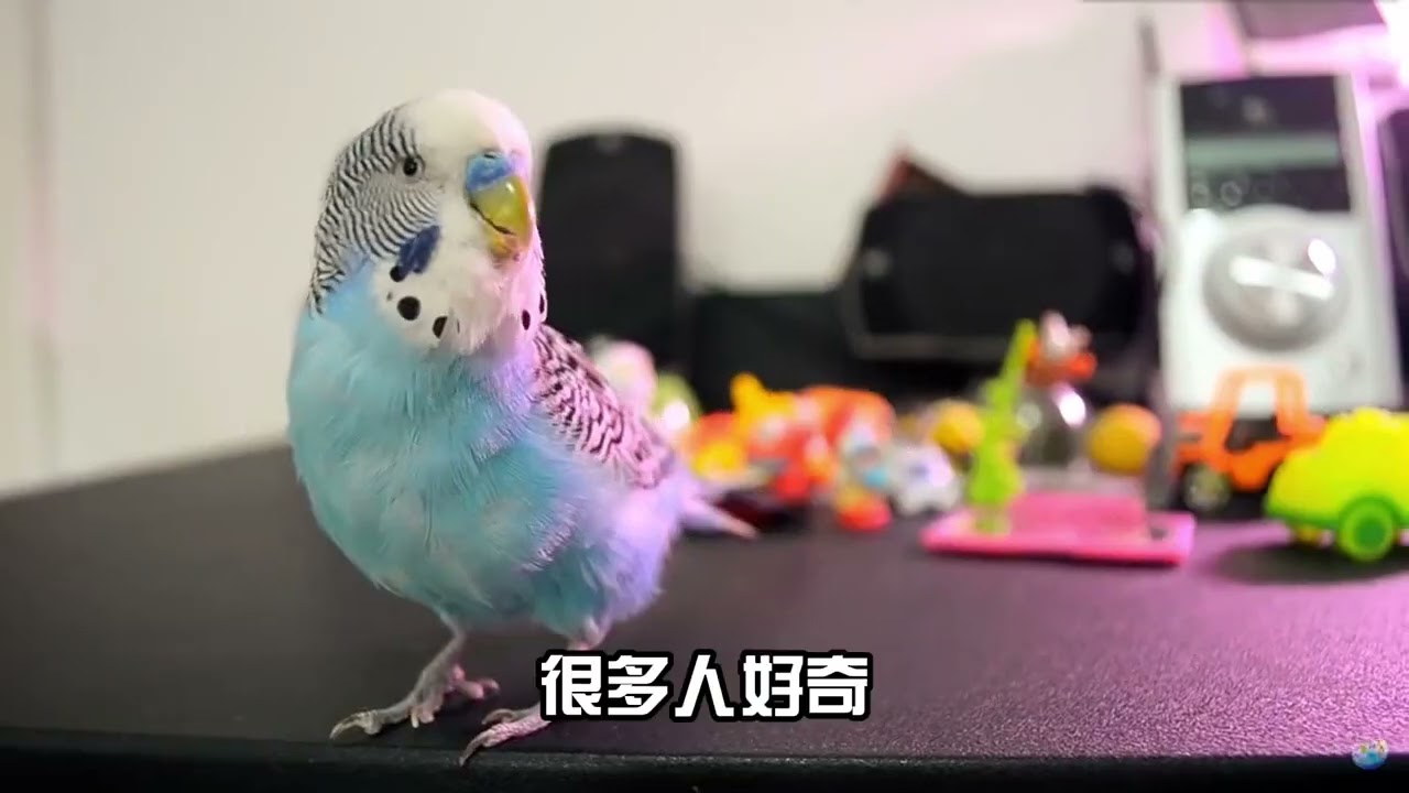 鸚鵡介紹-虎皮鸚鵡