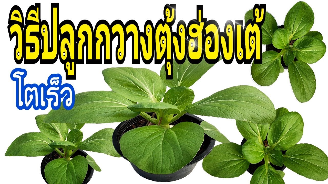 วิธีปลูกกวางตุ้งฮ่องเต้ แบบง่ายๆ โตเร็ว และได้ผลผลิตดี