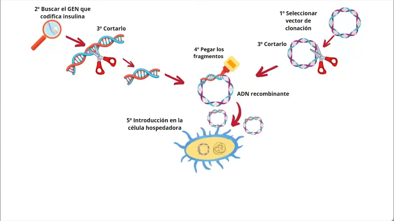 Insulina humana sintetizada por bacteria E. coli - Biotecnología - Ingeniería genética