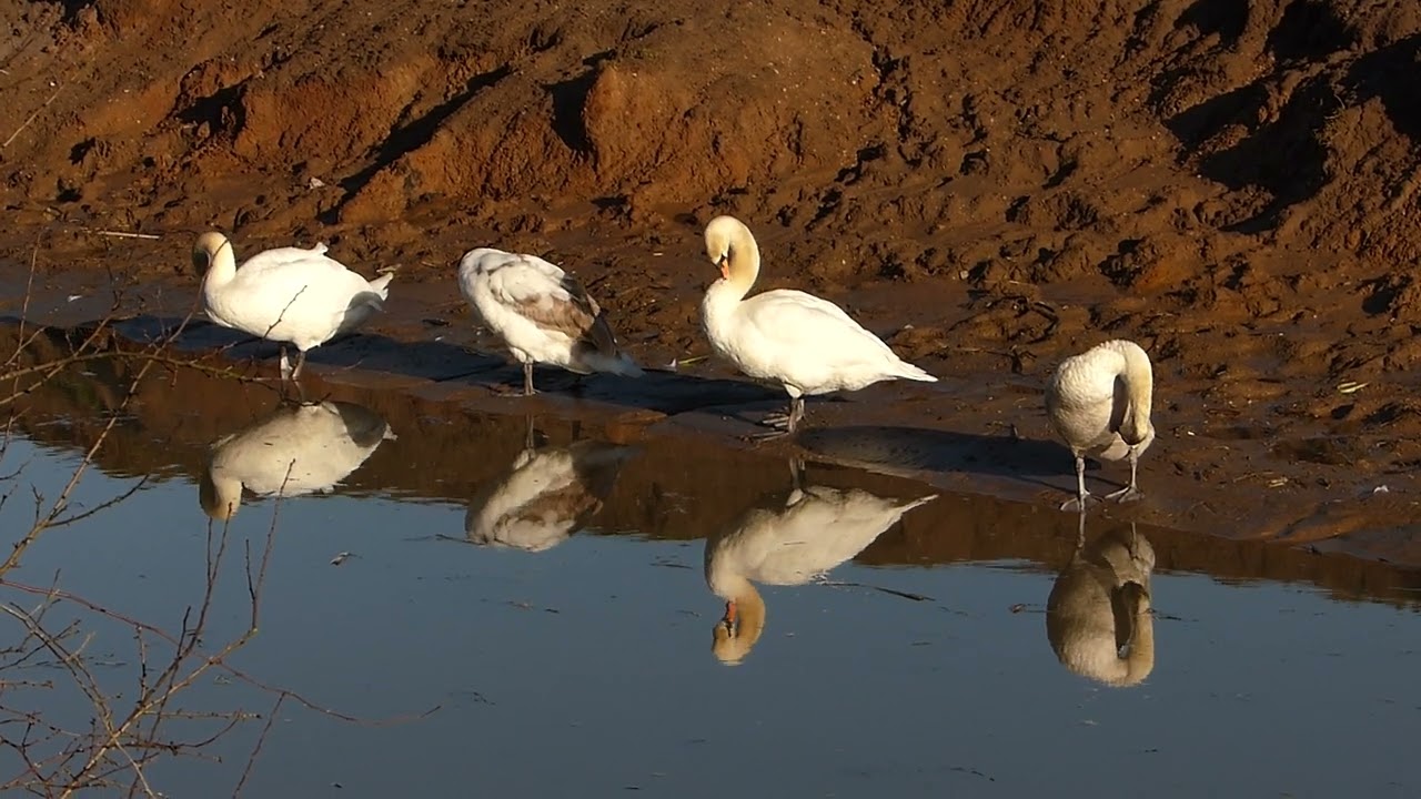 Swans in Beverley and Barmston Drain, next to Figham Common