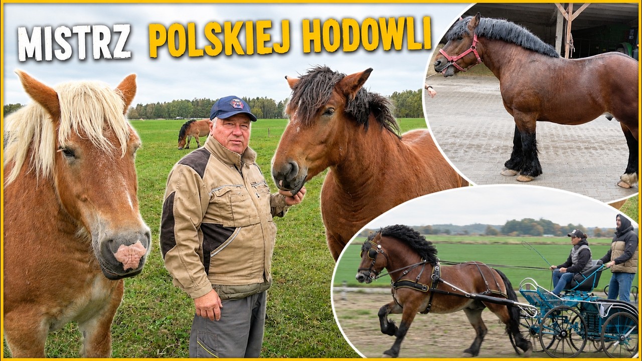 Mistrz polskiej hodowli koni zimnokrwistych