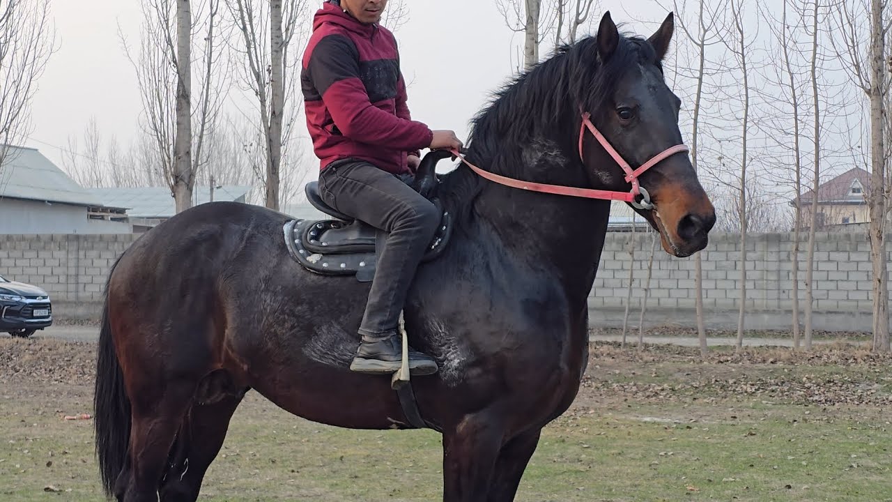 8 ЁШ ОТ СОТИЛАДИ..#horse #rek #otbozor 