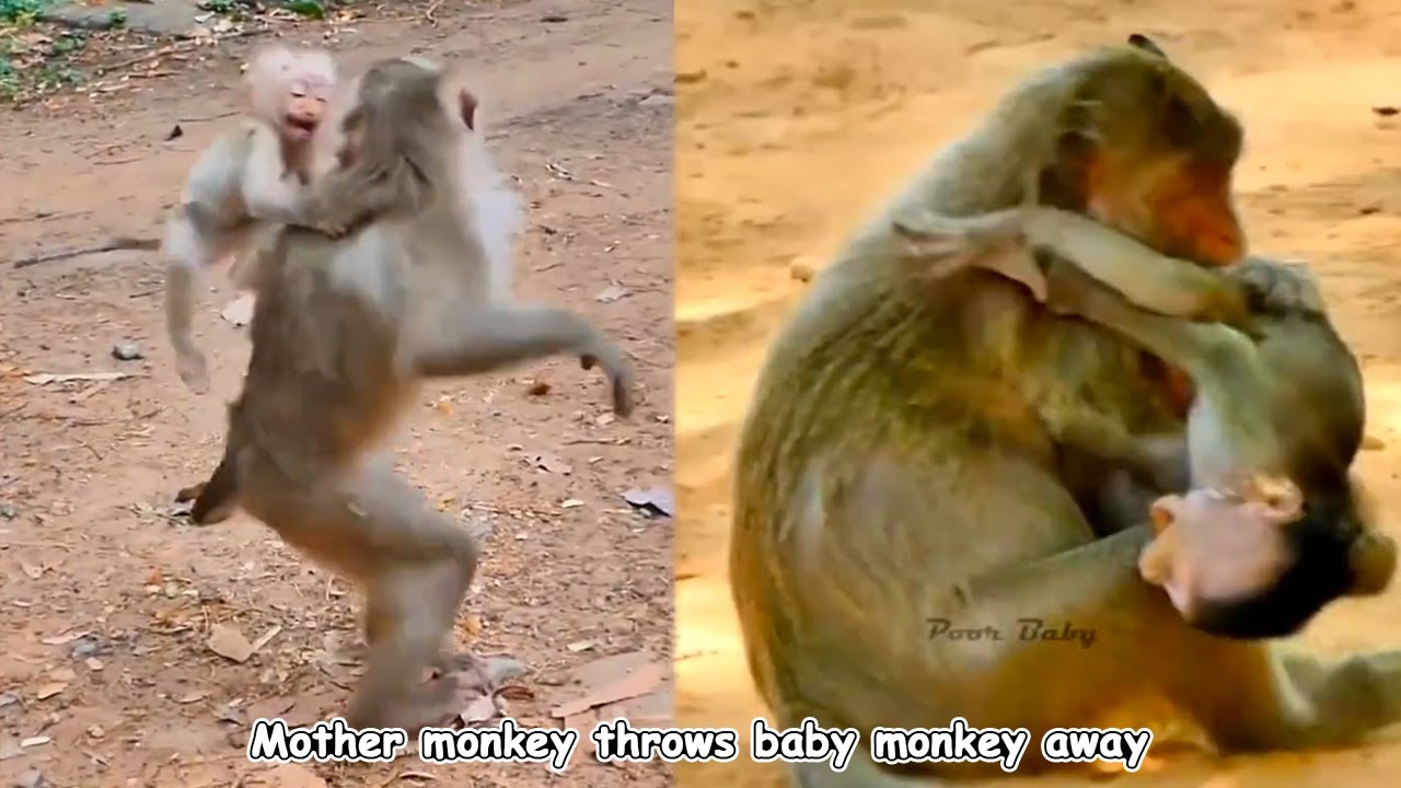 The adult plaster monkeys did not want to be independent so their angry mother threw them away!