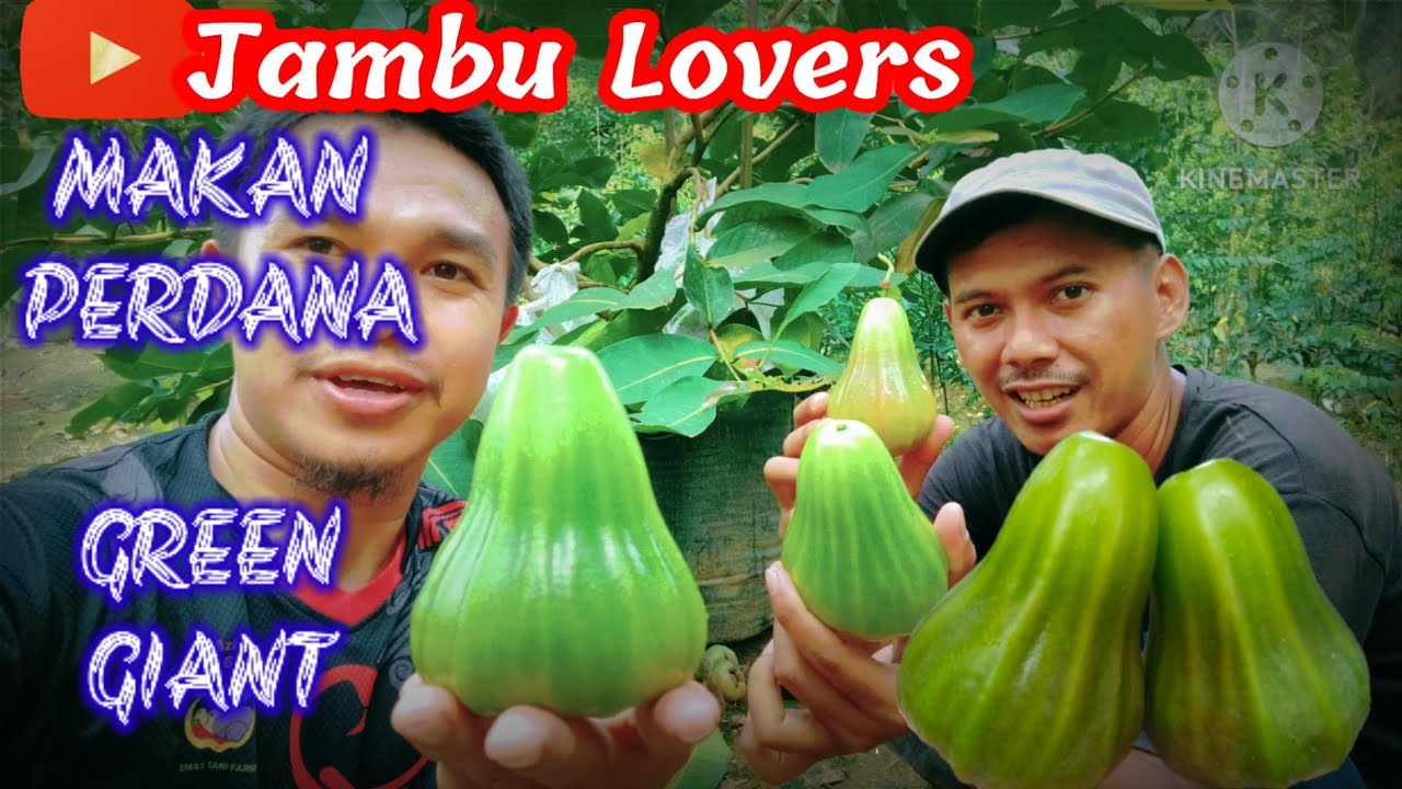 MAKAN PERDANA BUAH JAMBU AIR GREEN GIANT
