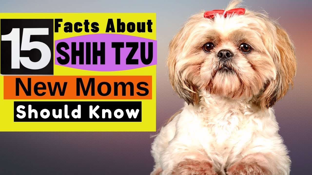 15 Important Facts About SHIH TZU all New & Prospective Moms Should Now!