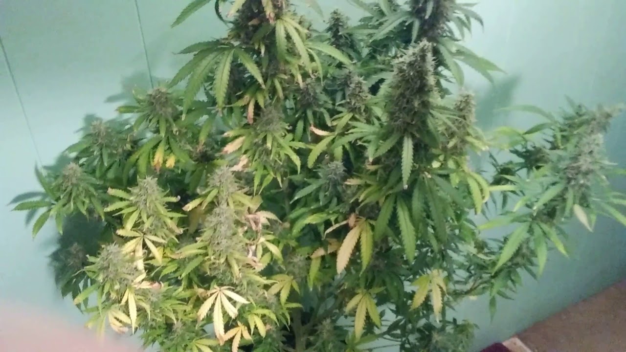 Anesthesia Auto from Pyramid Seeds - Ready For Harvest
