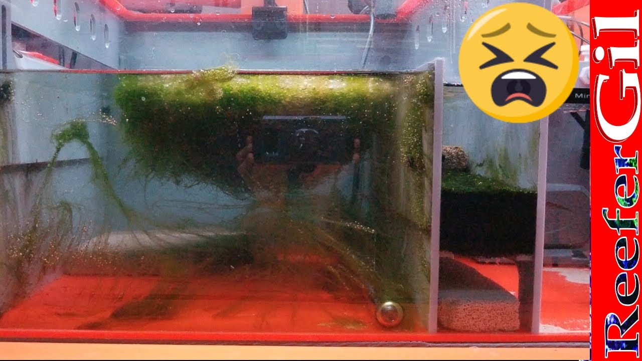 Как победить зелёные нитчатые водоросли в морском аквариуме