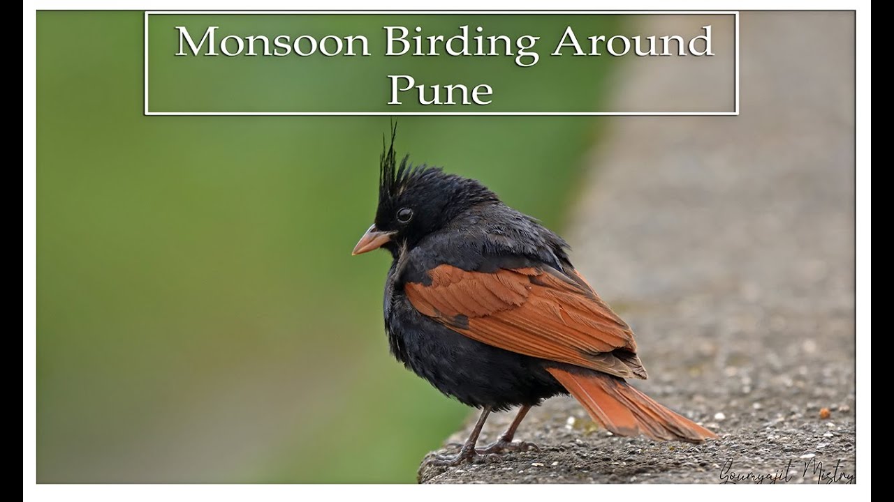 Birding and photography trips around Pune in monsoon.