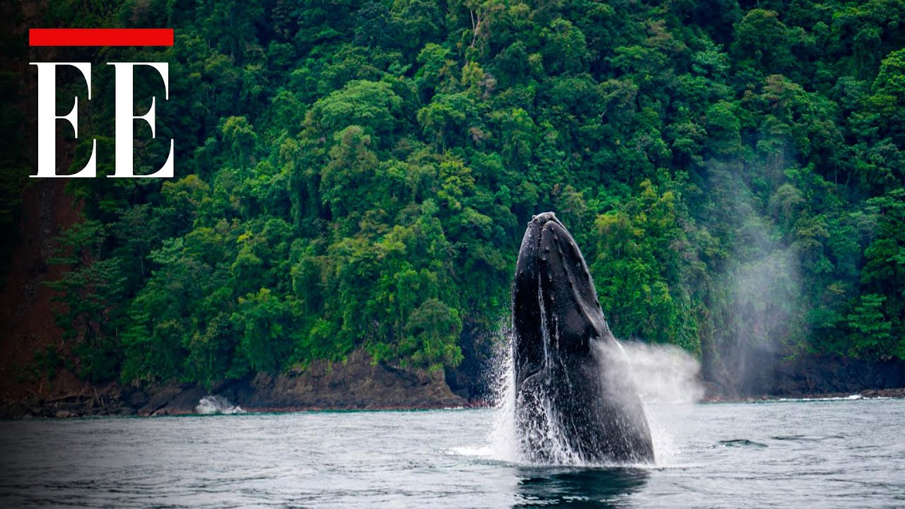 Parque Nacional Natural Utría: un paraíso entre la selva y el océano | El Espectador