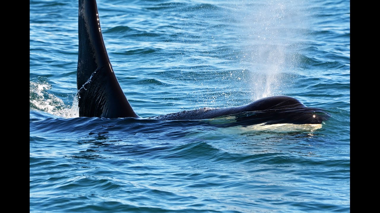 San Juan Island Orcas