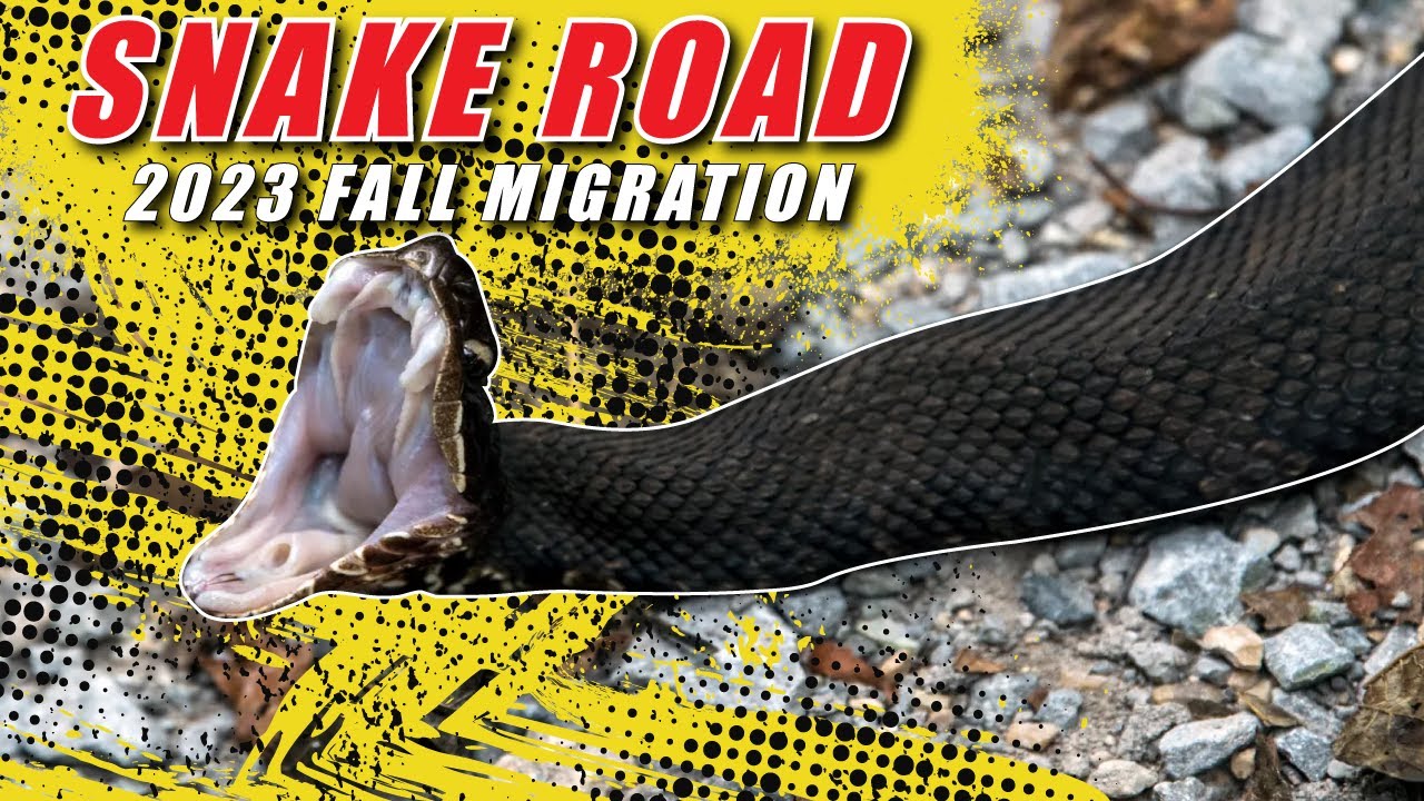 SNAKE ROAD Illinois FALL MIGRATION 2023