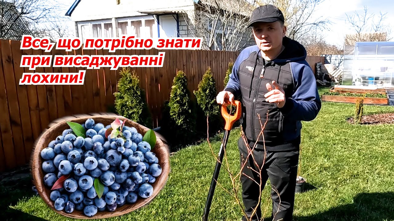 Саджаємо лохину із дотриманням всіх правил, щоб збирати гарні врожаї!!