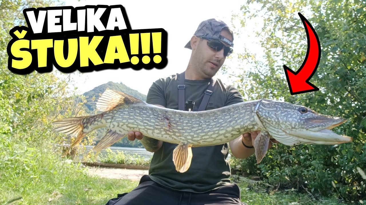 Pecanje ŠTUKE na MEPPS (Leptir) Varalicu !!! LUDA BORBA !!! 