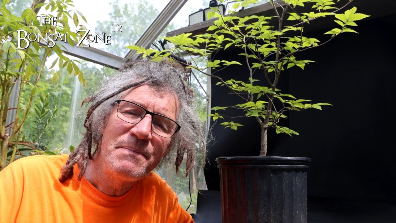 A New Hornbeam Tree, The Bonsai Zone, June 2025