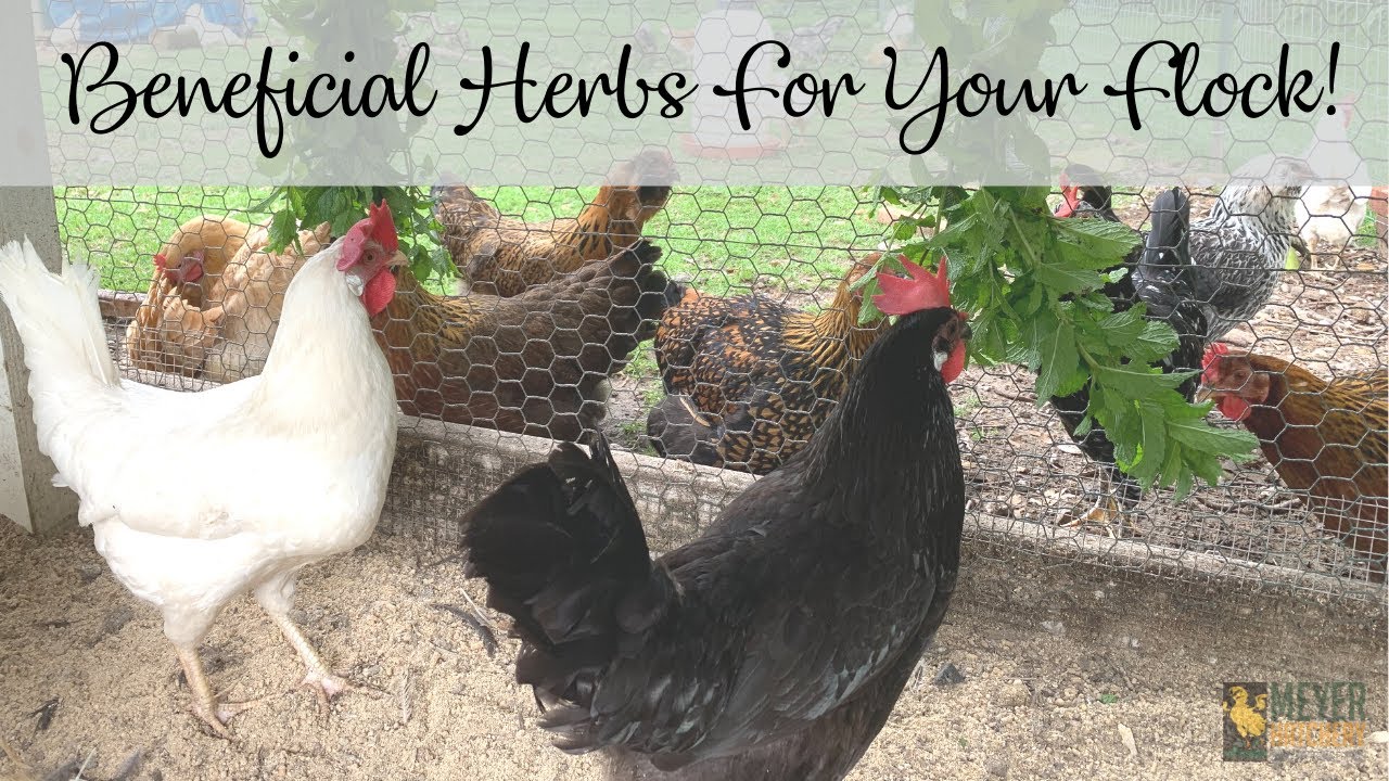 Beneficial Herbs For Your Flock!