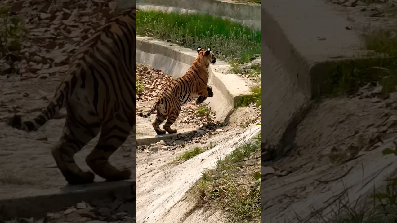 Bengal #tiger #delhi #zoo #2025 #ytshorts #wildlife