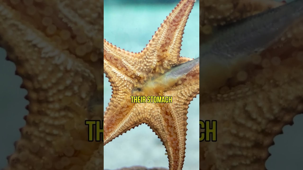 STARFISH: Discover the Shocking Truth About their Digestion 😮