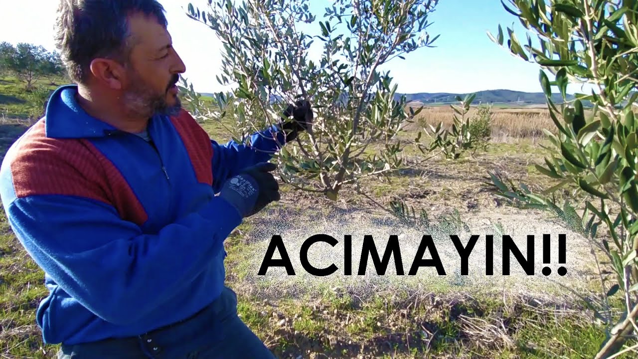 Zeytin Fidanında Tek Gövde Şekil Budaması || Zeytinde Budama 2020