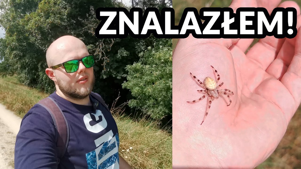 W poszukiwaniu MODLISZEK I PAJĄKÓW, #WTERENIE 7