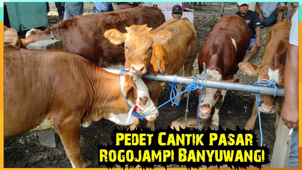 Mulai 9 Juta'an, Pedet Cantik Pasar Rogojampi Banyuwangi