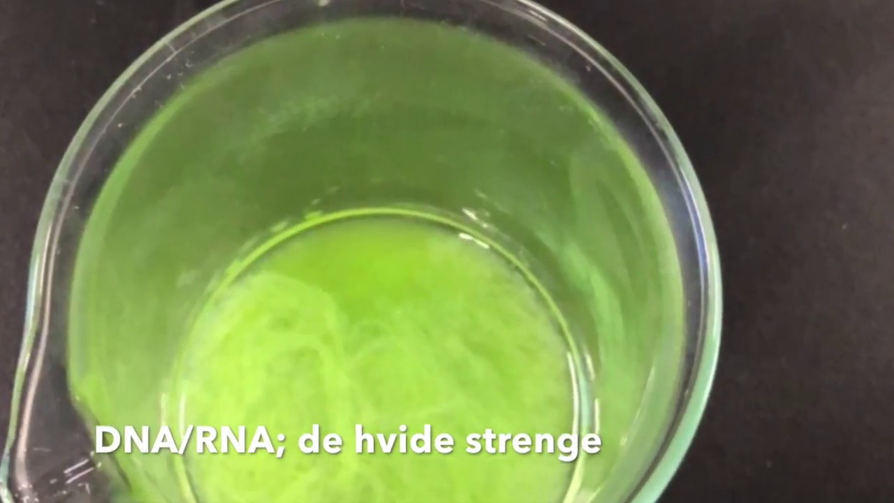 DNA i &aelig;rter